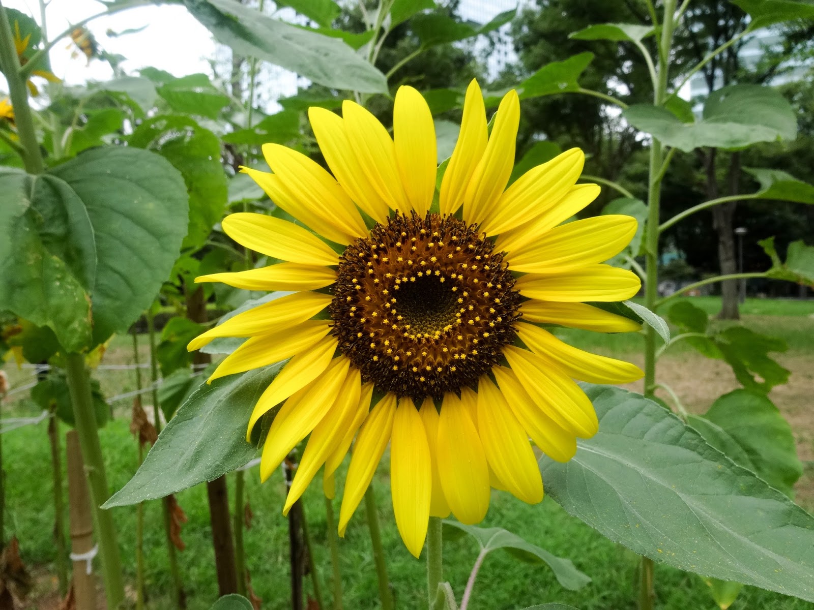 ふり フォトフォト 著作権フリー無料画像 ひまわり ヒマワリ 向日葵 花 新宿中央公園 著作権フリー無料画像 Free Stock Photos