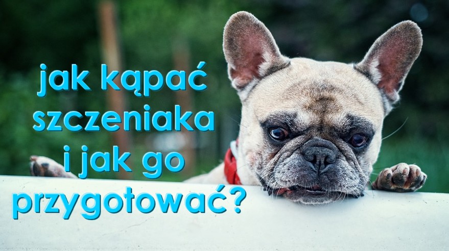 Biały Maltan Jak Kąpać Szczeniaka Maltańczyka Yorka Shih Tzu