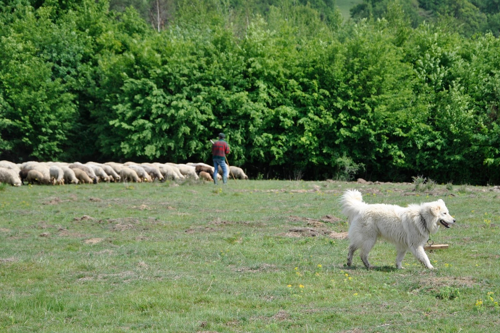 spikeless wolf collar