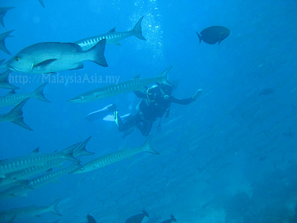 Pictures of Sipadan diving