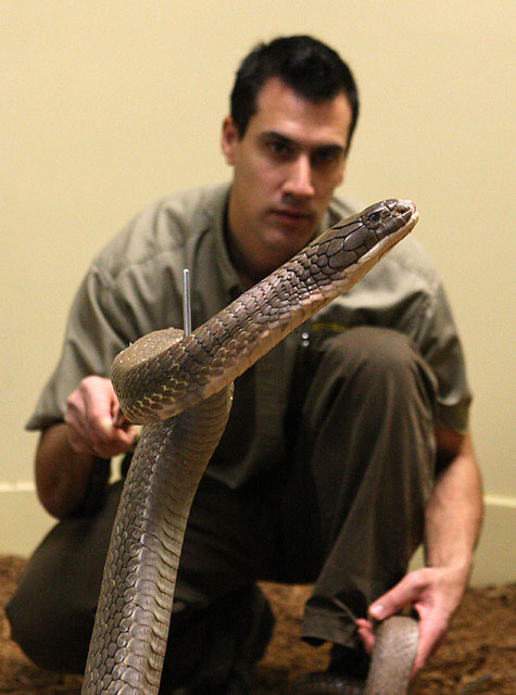 King Cobra Snake - Pets Cute and Docile