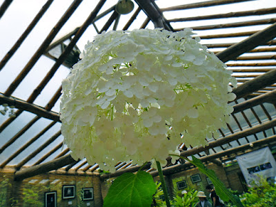 White hydrangea at the Garden of Morning Calm South Korea