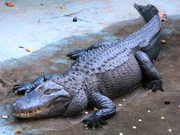 Muja crocodile list