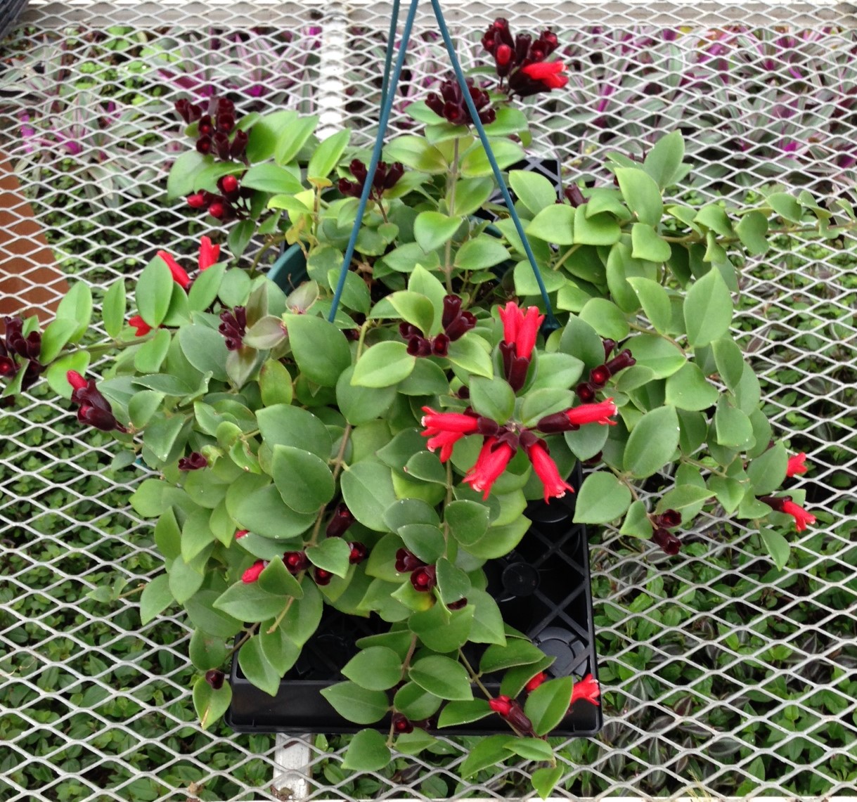 Gary's Specialty Plants Why Lipstick Plants Flower? The Working Theory!