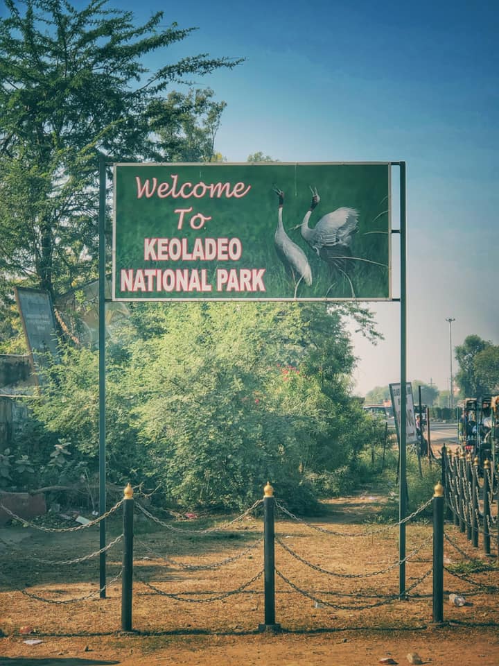 We had always planned of visiting Keoladeo National Park at Bharatpur, Rajasthan, but it never materialized. Until November 2018. Nights were getting colder and the afternoon Sun had started losing its edge. News of migratory birds arriving in India had started floating. The plan to visit the Bird Sanctuary was on spur of the moment, as most good plans are. Once we had decided, we had two days to prepare for our trip, which included booking the hotel, researching, planning the itinerary etc. The first thing we did was book a hotel at walking distance from the gate of the National Park. We found The Sunbird quite interesting. It was about 500 metres from the National Park and was also recommended by other bloggers. Then we packed the essentials, which included the following: 1) Comfortable Summer Clothes - long-sleeved, cotton, comfortable 2) Comfortable walking shoes 3) Sunglasses 4) Sunscreen 5) Binoculars 6) Camera and lenses 7) The last thing we put in the bag was our copy of A Pictorial Field Guide to the Birds of India, and I will tell you why we needed more time to pack the book in a while. The next thing we did was make sure our car was equipped for the longish drive (~180km) across the state border. We checked that the insurance was valid and the pollution check was up to date. We also made sure that that the petrol was topped up and the tires were fine. Ours is an old car (>10 years) but has never given us trouble. We have clocked more than 1.3 lakhs kilometers on it and have also taken it on long drives. But we aren't seasoned highway drivers so extra precautions are needed. The last thing we did before heading out was that we went through the website Avibase, and marked out all the birds we may come across at the national park. At that time, we did this more out of excitement, but later found out that this was a really helpful activity. When we saw new birds at the sanctuary, we found it easier to identify them immediately. Almost all the time we were aware of what we were seeing, and what we should look forward to. Once we had marked the birds, we put the book back into our sack. We started the trip before dawn at around 5am. We took the expressway and then took the exit to the Hathras-Mathura Road. Then we took the Bharatpur-Mathura Road to reach the Keoladeo National Park in about 3 hours 30 minutes. Following is the route we followed. We reached Bharatpur at about 9 am. The hotel wasn't ready for us by then so we decided to have breakfast and head to the park. We only had one light backpack so luggage wasn't a problem. We discovered that breakfast at Hotel Sunbird was very expensive, so we headed to the nearby Hotel Om Sai and had some really nice parathas with Dahi there and then a cup of tea each. The food here was tasty, but the service was slow, so be prepared for that if you choose this option. From Hotel Om Sai, the entrance to the park was only about 300 metres. We reached there at about 10:30am and bought our tickets and then started our walk immediately. Most of our itinerary till now was not really final. For example, till the last moment, we were not sure whether we would be covering Fatehpur Sikri during this trip. We decided that we will go with the flow. And this was the best decision we made.The only thing we knew for sure was that we both had had a stressful time at work and wanted to walk it off. We knew that we would not be taking any ride to go into the park and would walk all the way - to and fro. While it worked for us, we should share that it is 5km one way to the Shiv Temple and it can get really tiring especially if the sun is out. So carry lots of water and energy bars to keep yourself well-nourished. If you do not wish to walk the entire way, you can hire a rickshaw. The rickshaw costs about 100 rs per hour + 100 hours for the binoculars. It you are not much of a walker, this is a good option. The Rickshaw pullers are very knowledgeable about the birds too. And almost always give you the right details. We heard one rickshaw puller share minute details such as why the Ibis we were seeing wasn't a black Ibis, but instead a Glossy Ibis, and how the parrot we were seeing wasn't a parrot, but a parakeet. It was really impressive. So you can just hire a rickshaw and not go in for an additional guide. The first few kilometres inside the park is normal jungle. You see some really pretty songbirds and impressive birds of prey on this stretch. There are some trails in this stretch that lead one off the beaten track. If you decide to take these, make sure you are wearing full length trousers because the bushes can be thorny and there's always a possibility of snakes etc. Also, don't head too deep into the forest, because it is easy to lose your way. We had a little adventure of our own, which I will share in a separate post. At about half-way, you reach the canteen and the checkpost. After this, towards the right is the starting point for the boat ride. We could not experience this, but have heard good things about it. You can try it if you so wish. Also, after this, the wetlands start on both the sides of the track and you start seeing the waterbirds - both migratory and resident. Most of the birds we saw were resident, but if you head there in January or February, you will surely see many more migratory birds. To know more about the birds and other fauna we saw here, please go through the following posts: Birds of Prey Herons and Egrets Storks and Cranes Songbirds Smaller Waterbirds Non-Passerine Birds Non-Avian Creatures Birds we need help in identifying We managed to cover the entire length of the walk and back before the closing time of the park (5pm). One mistake that we had made was that we didn't pack any lunch with us and as a result were dead tired and hungry by the time we got back. We went straight to the hotel, checked in, and then crashed. we slept for a couple of hours and then took a bath and headed out for dinner. Our tiredness was gone and with it our work stress too. For dinner we opted for Chacha Chicken Chacha Franky. The food was just okay and we wished we had gone over to Hotel Om Sai again. It was only late in the night that we decided that we had had enough of the national park and the thought of going back again at sunrise did not seem as enticing anymore. So we decided to pack up and head to Fatehpur Sikri in the morning. That turned out to be a really "interesting" experience, and we will talk about it in another post. The entire trip lasted about 36 hours, but it refreshed us and has motivated us to try more such adventures. We highly recommend a trip to the Keoladeo National Park, and not only for the vast variety of birds you will see here, but also for the experience. This is a well-managed national park and will help you reconnect with nature and rejuvenate. If you need any other information, you can write to us at VJ@travellingcamera.com or leave a comment on this post and we will be happy to answer. 
