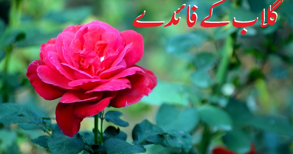 red rose benefits urdu gulab ke faide rose uses in hindi gulab phool design
