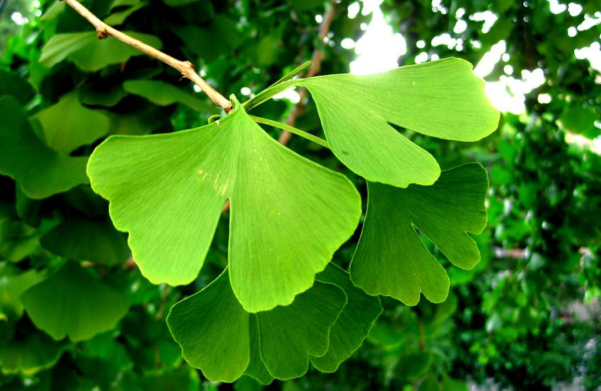 Benefits of Ginkgo Biloba for Your Hair and Scalp Hair Loss Review Centre