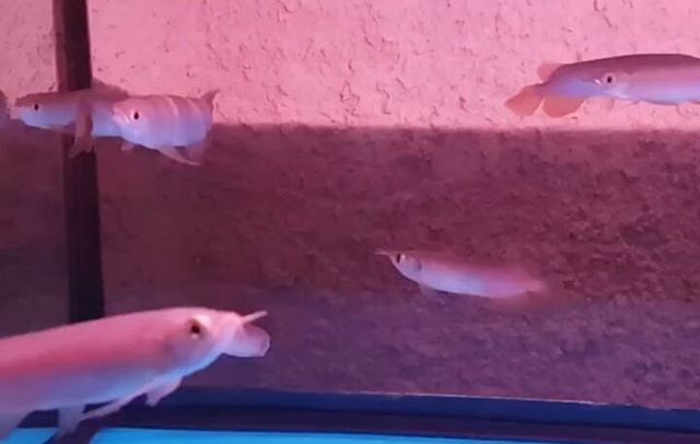 Misteri Ikan Hias Arwana Garis Naga Ikan Legenda Dimata Orang China Yang Mulai Punah Misteri Ikan Hias Arwana Garis Naga Ikan Legenda Dimata Orang China Yang Mulai Punah