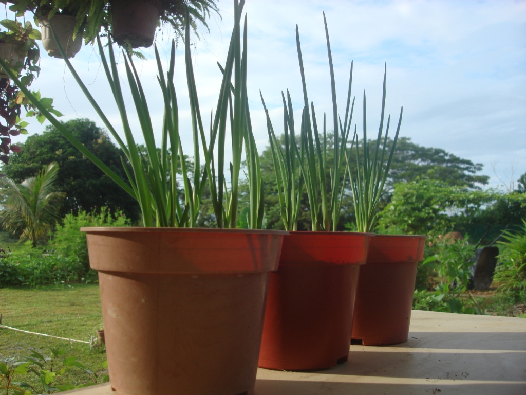 My little vegetable garden growing onions / tanam bawang