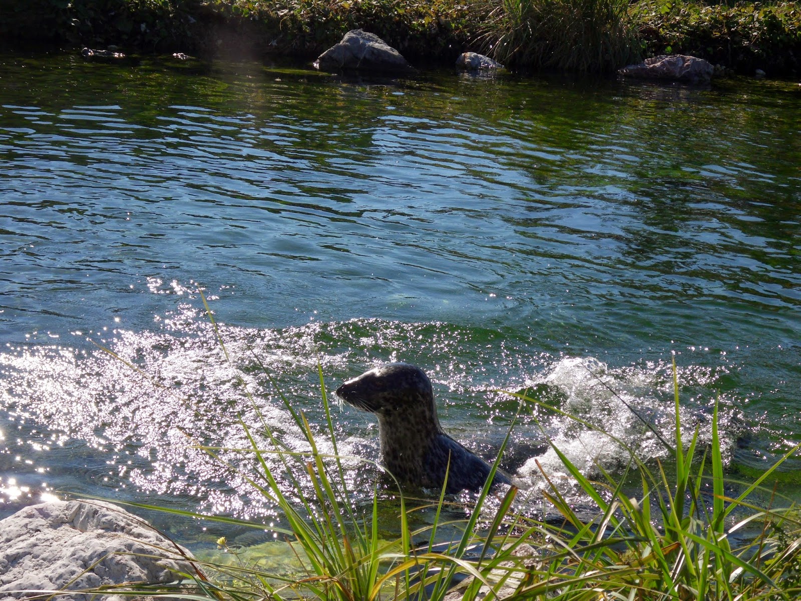 La Gazette des Ours en Voyages: Le Bioparc de la Gaspésie