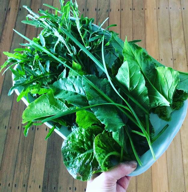 sayur bayam untuk memberi nutrisi terbaik pada tubuh sayur bayam untuk memberi nutrisi terbaik pada tubuh