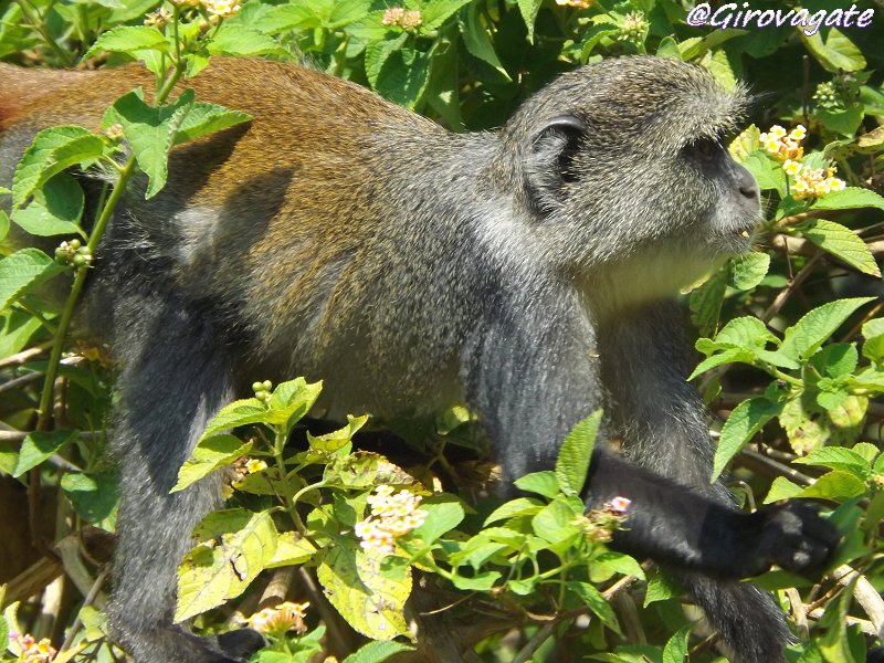 scimmie Red Colobus Jozani Zanzibar