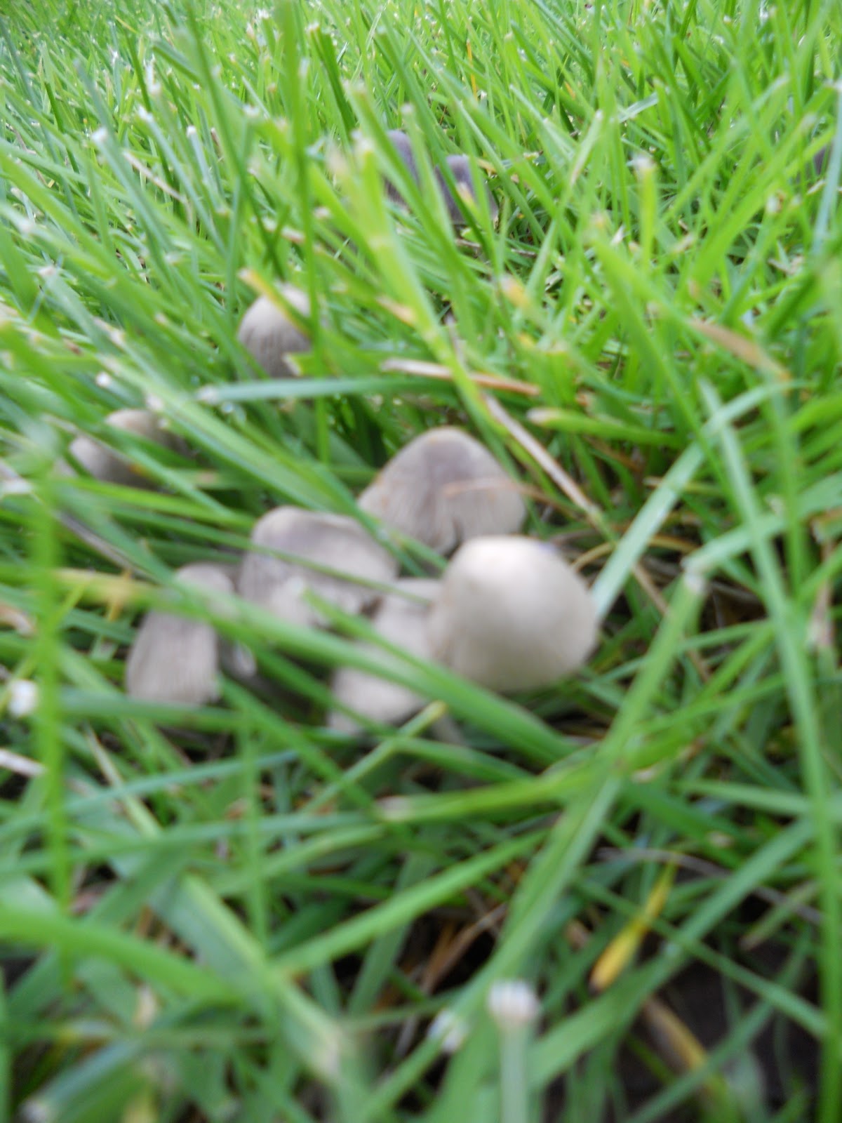 Northwest Garden Guide Why are there mushrooms in my lawn?