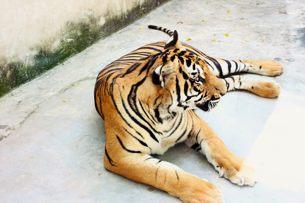 eula sleeps: Thailand Sights Part 1: Sriracha Tiger Zoo