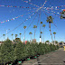 【植物。有趣】第一次逛加州的聖誕樹市集