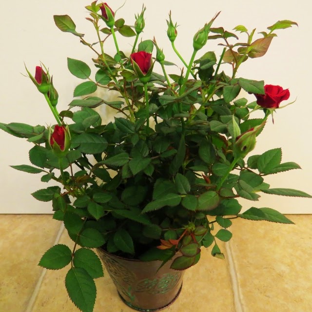 Trader Joe's Mini Rose It has grown on me!