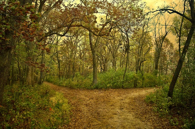 Two Roads Diverged In A Yellow Wood Meaning In Hindi The Road Not Taken | StrategicCoffee