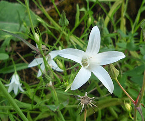 Campanula patula color blanco