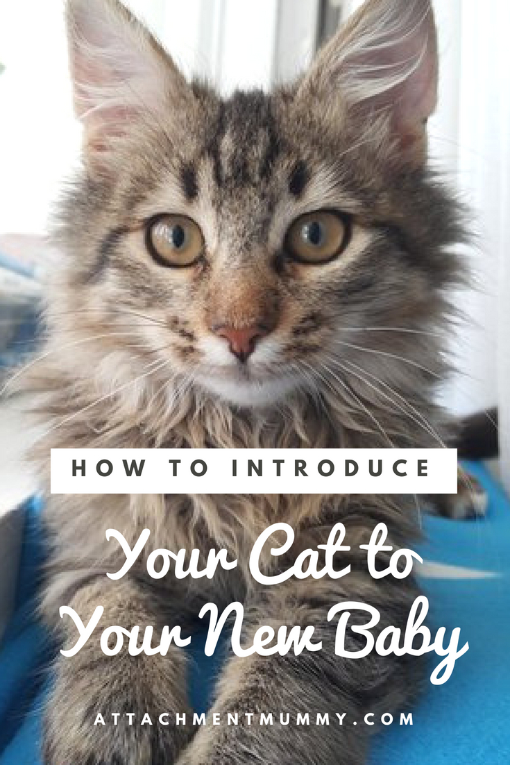 How to Introduce Your Cat to Your New Baby