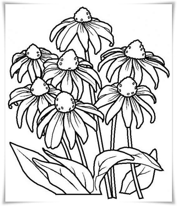 Ausmalbilder zum Ausdrucken: Ausmalbilder Blumen