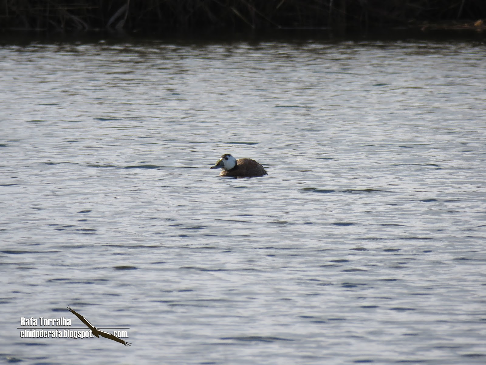 El Nido de Rafa La Mancha Húmeda