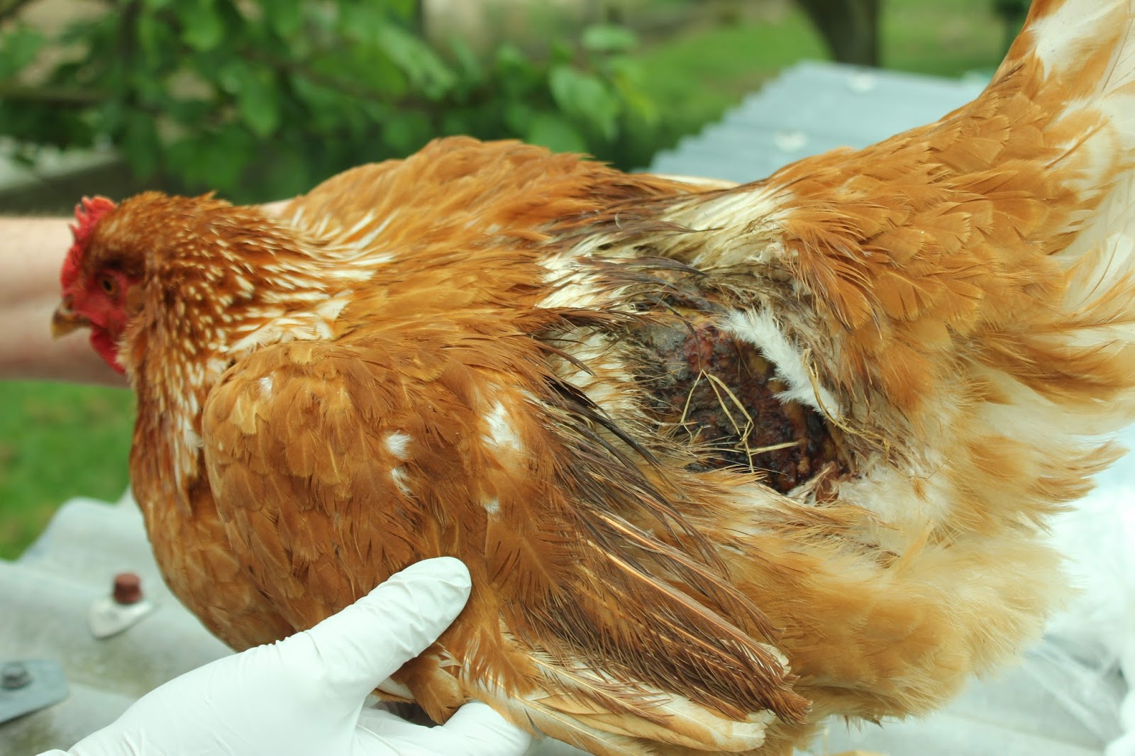 The Holistic Hen How To Raise Quail Chickens And Pigeons Organically In A Food Forest Treating A Serious Rooster Cockerel Wound On A Chicken With Clay And Essential Oils