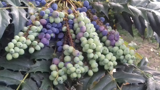 Cawlyd/ Fruits Of Service (FOS)/6th May 2017/20170506_183436.jpg