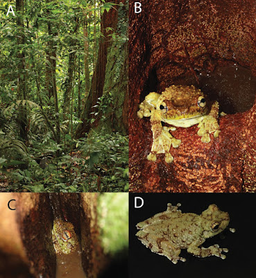Species New to Science [Herpetology • 2016] Tepuihyla shushupe