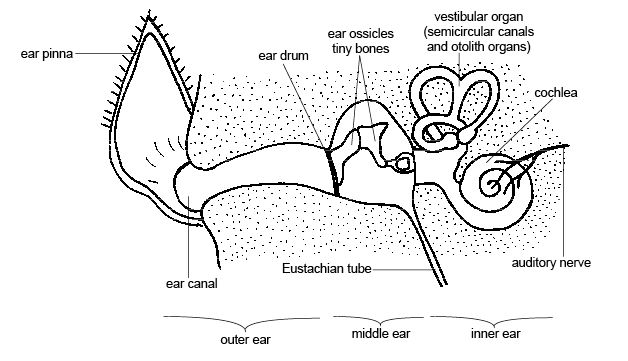 A dissertation on the sensible and irritable parts of animals