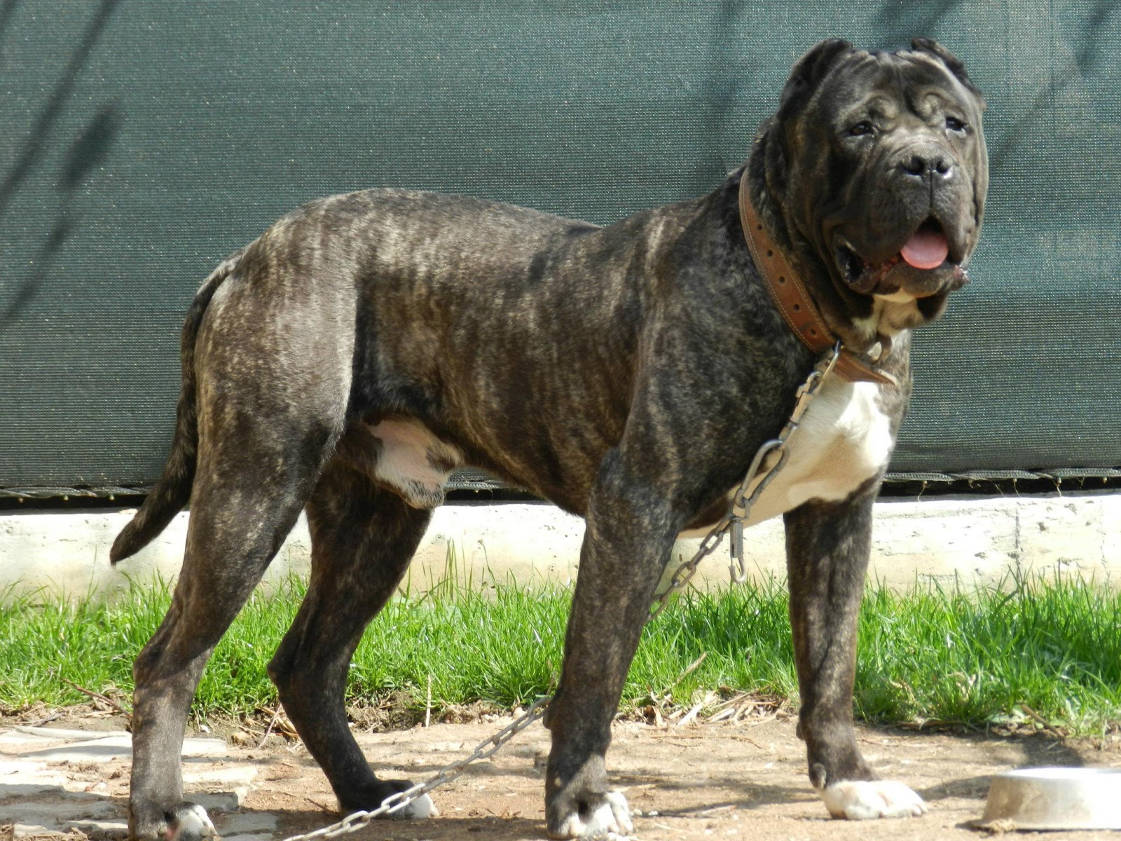 EADD TV / VIDEO CHANNEL MOLOSO (PERRO)
