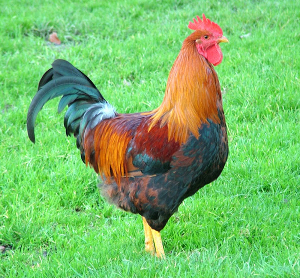 Featured image of post Images Of Roosters And Hens : Alibaba.com offers 2,946 hen rooster products.