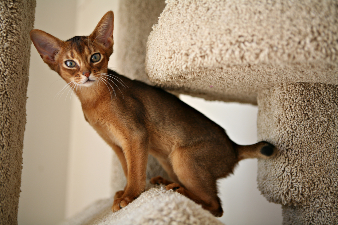 Kedi Ve Köpeklerin Duyma Aralığı Veterinerhekimligi