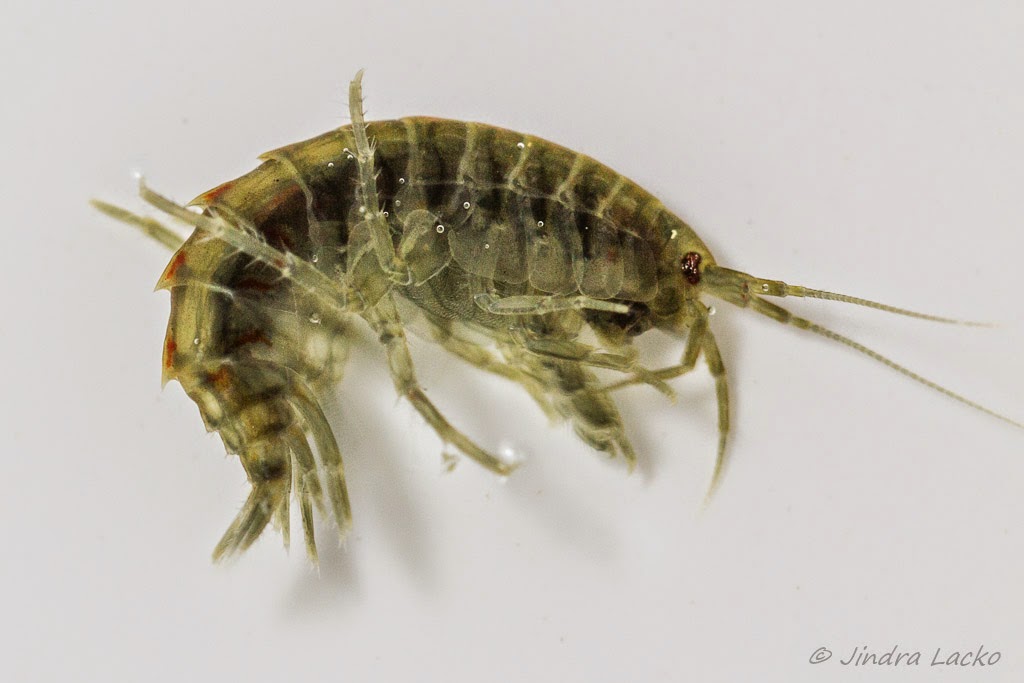 Grayling on the Fly: Gammarus - the original and the imitation