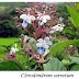 Medicinal use of Clerodendrum Serratum,"Rotheca Serrata","Bharangi","Blue-flowered Glory Tree, Beetle Killer"Herbal Medicinal Plant,Herbal Medicos