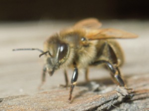Bienenblog