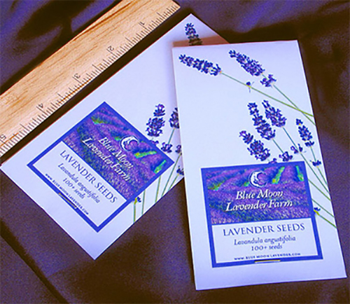 cách trồng hoa oải hương