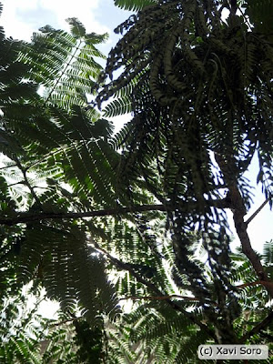 Hojas de una acacia de Constantinopla (Albizia Julibrissin)