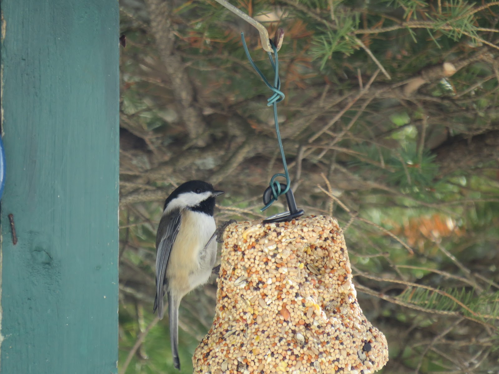 Thelma S Days Birds At The Feeder