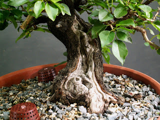 Yamadori Prunus mahaleb in training as bonsai