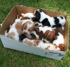 Humans are puppies in a box