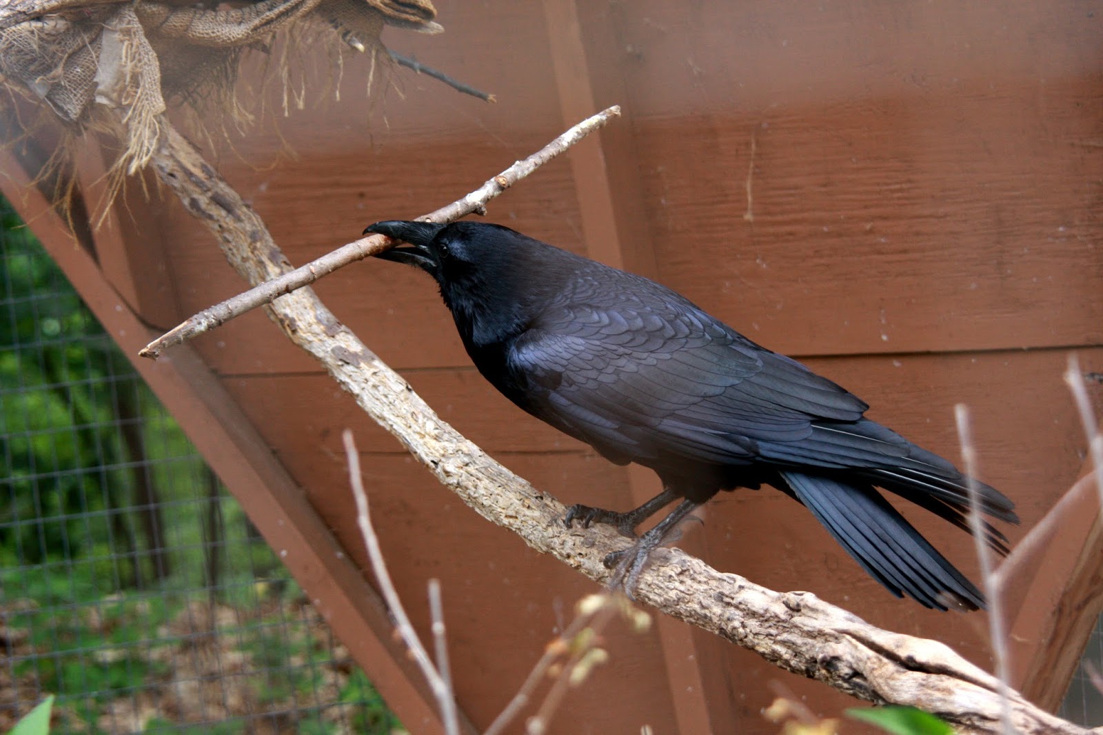 World Bird Sanctuary: Birdlore: The Common Raven, Face of the Trickster