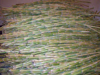 fresh_sugar_cane_suppliers