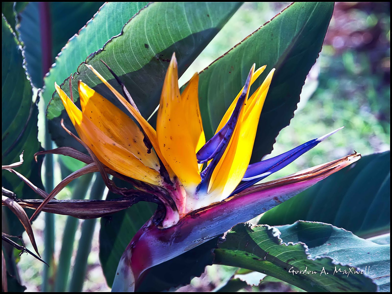 Vacation 2011: Flowers of Brazil