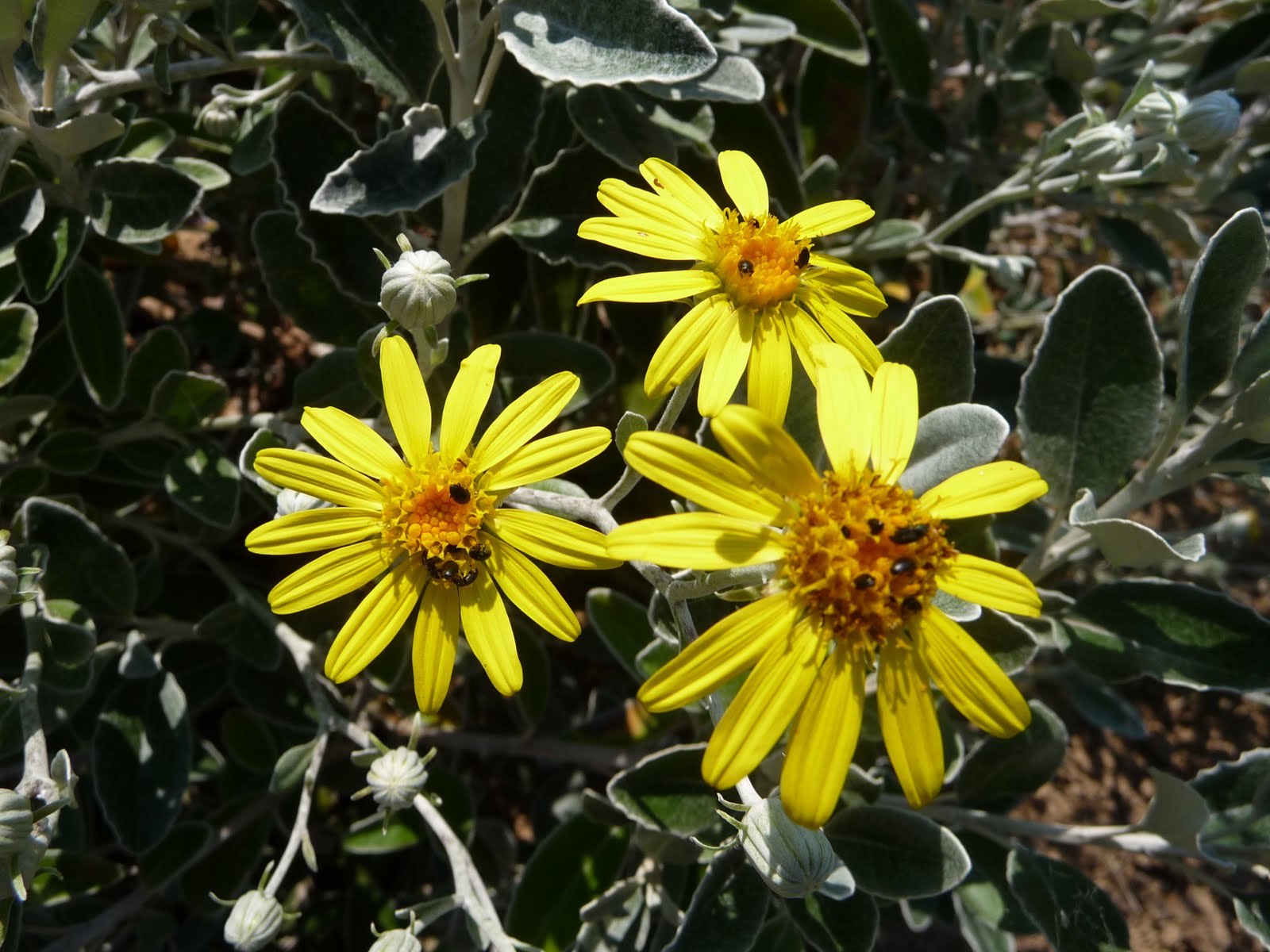 Promenade Au Jardin De Lili Dans Le Poitou 2015