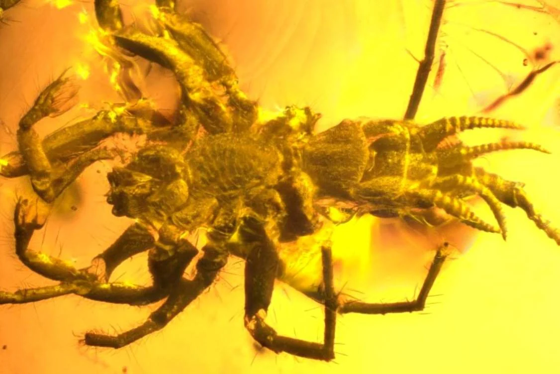 Part Spider, Part Scorpion Creature Found in Amber