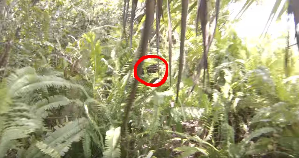 Evidence Of The Florida Skunk Ape Abounds During Field Investigation