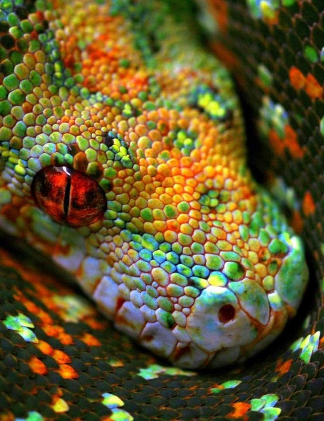 1000+ images about Snakes With Swag on Pinterest | Snakes, Python and ...