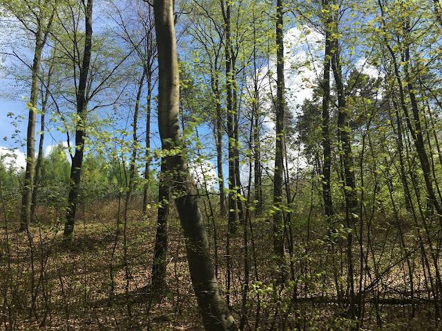Wiosenny spacer po lesie - Poszukując raju