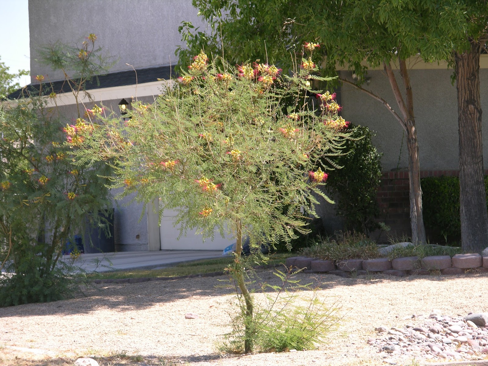 Xtremehorticulture of the Desert: Mexican Bird of Paradise Fall and