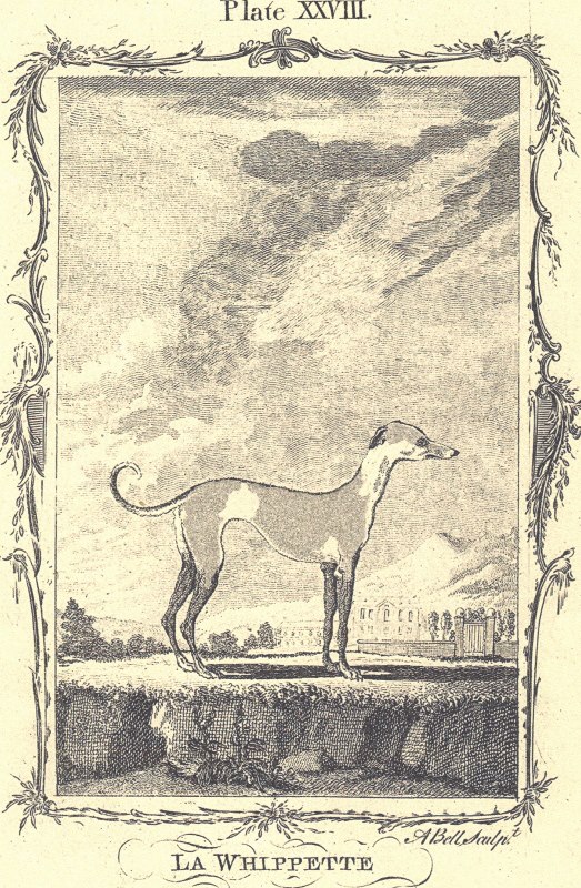 Whippet History References La Whippette, Plate XXVIII, 1790Andrew